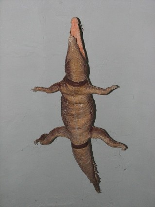 notre dame des anges crocodile