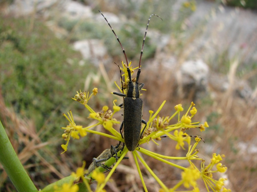 coleoptere agapanthe de l'asphodale