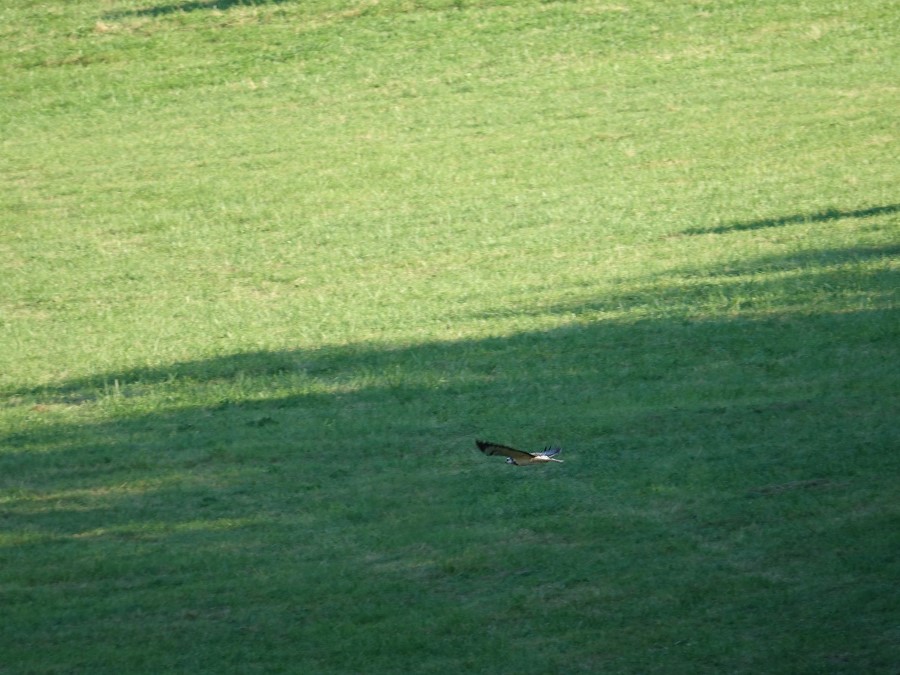 balbuzard pecheur