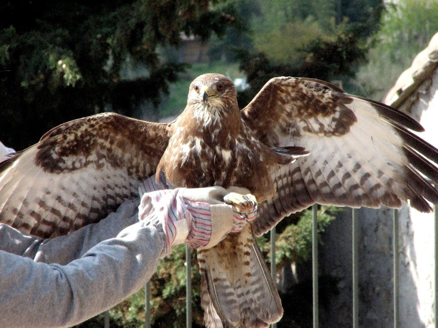 buse variable