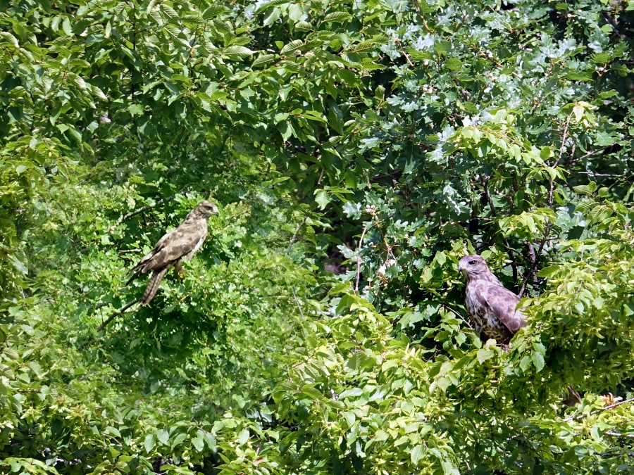buse variable rapace provence