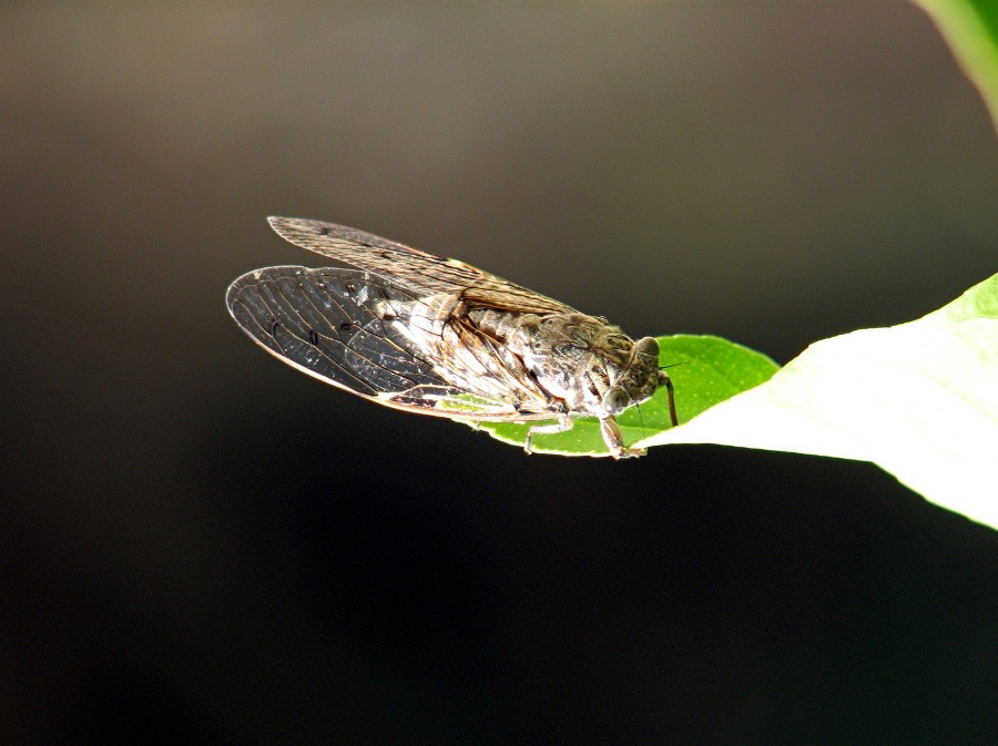 cigale imago