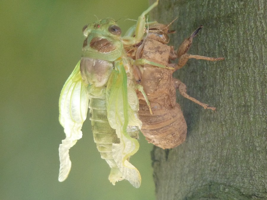 cigale exuvie transformation