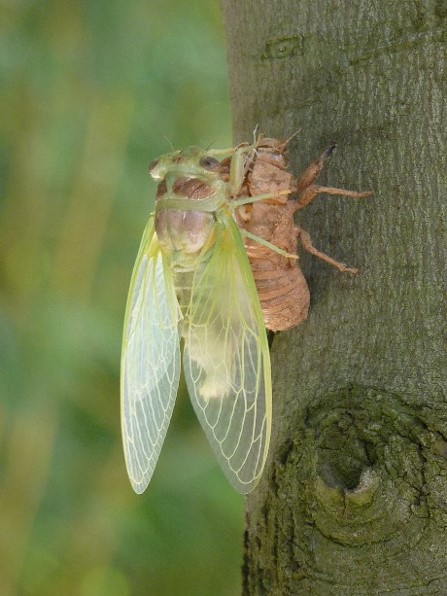 cigale imago