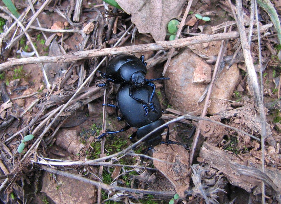 crache sang timarcha tenebricosa