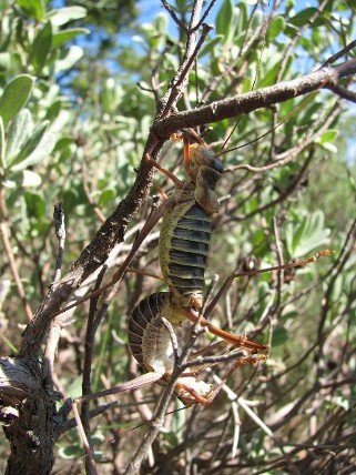 ephippigere sauterelle