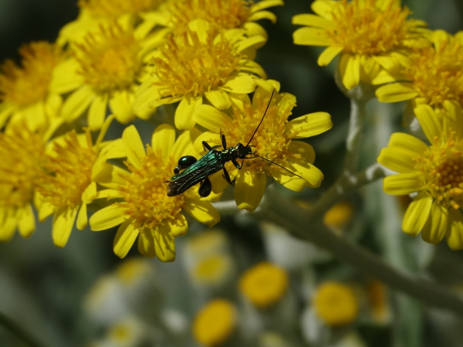 aedemere noble, insecte vert metallique