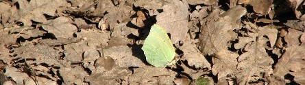Papillon
