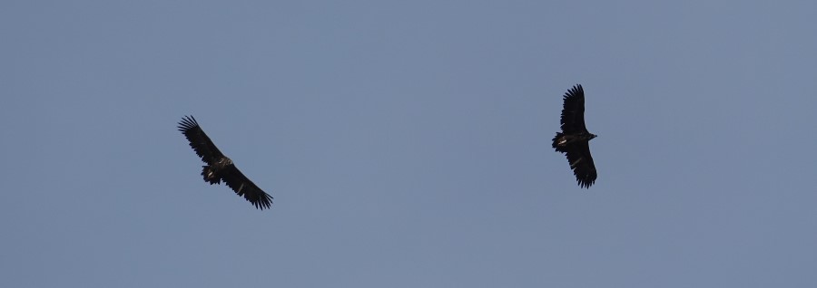 vautour moine verdon