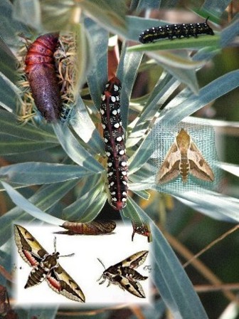 sphinx euphorbe