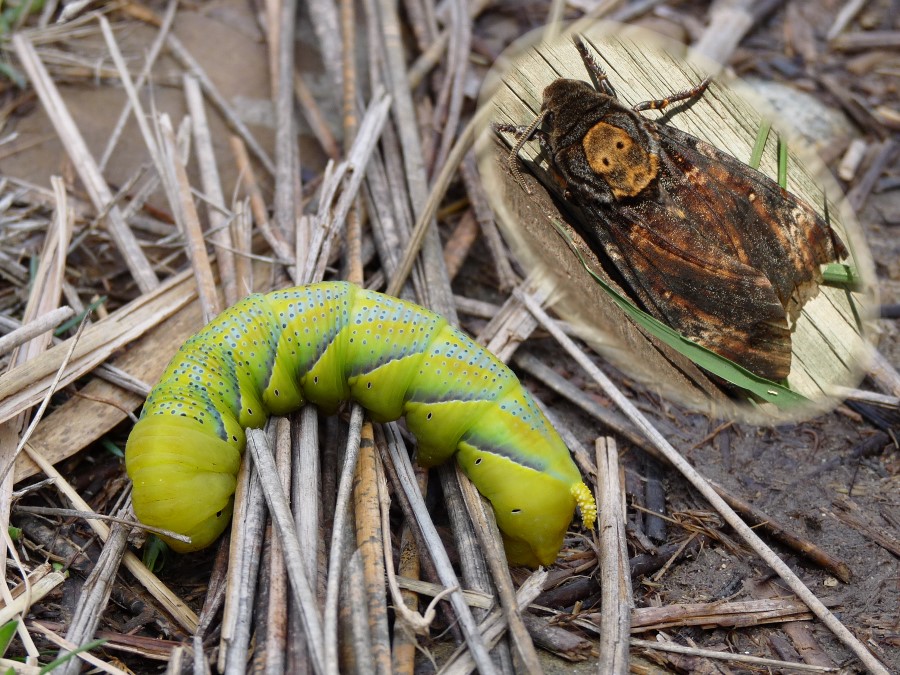 chenille papillon sphinx a tete de mort