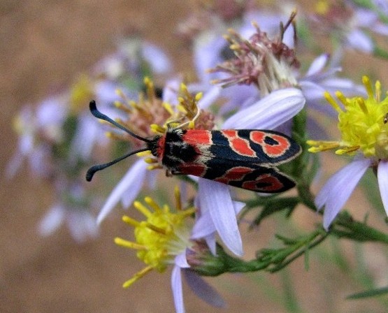 paipillon insecte rouge noir zygene