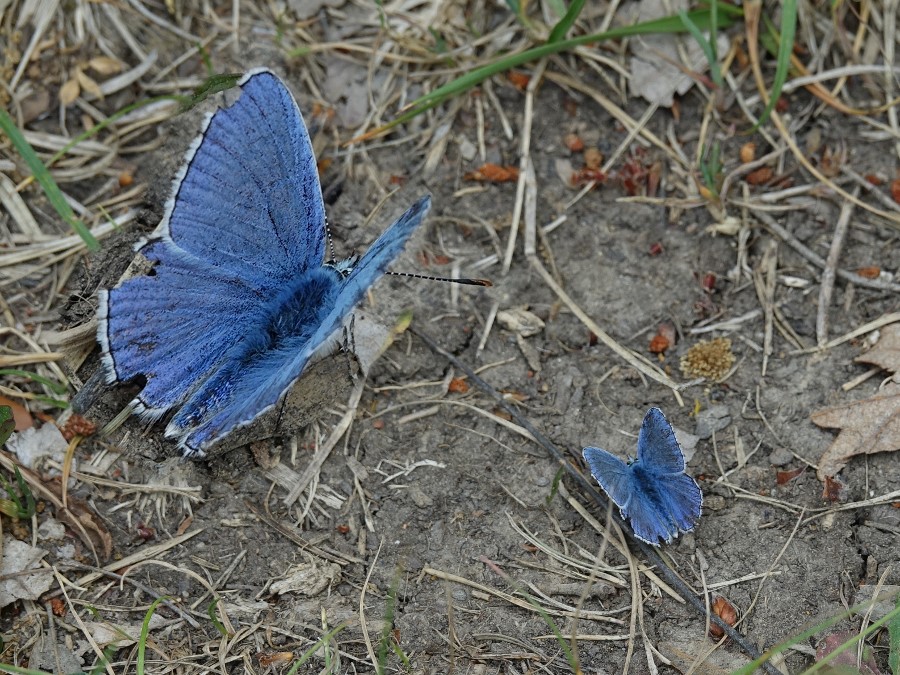 petit papillon bleu azure