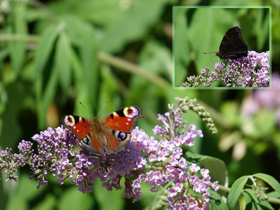 paon jour papillon