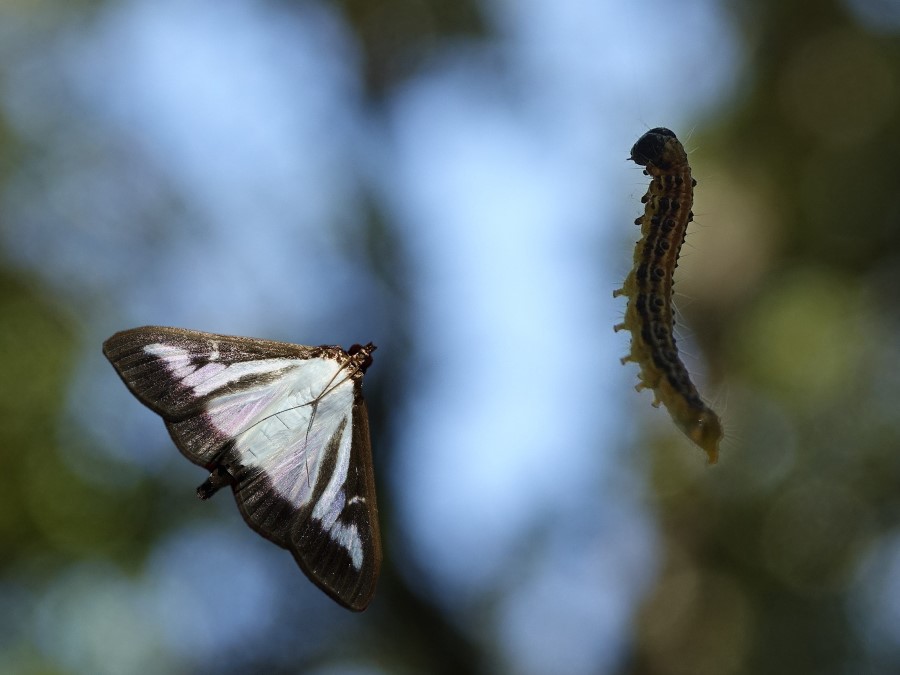 pyrale du buis papillon chenille