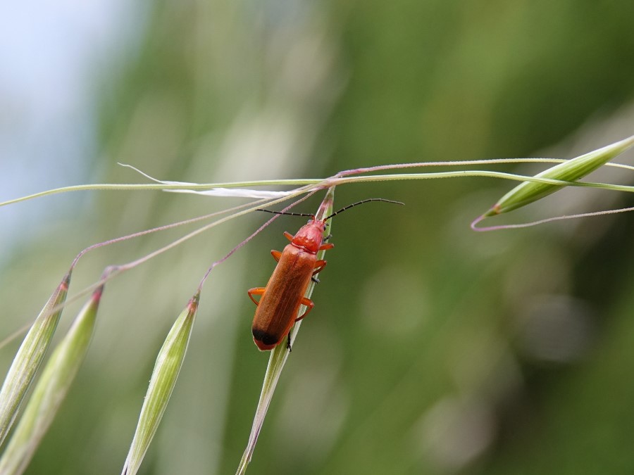 telephore fauve rhagonycha fulva insecte coleoptere rouge bout ailes noirs