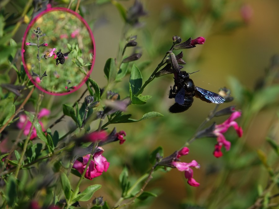 abeille xylocope violet xylocopa violacea abeille perce bois abeille charpentire