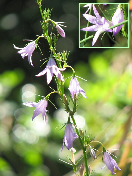 campanule