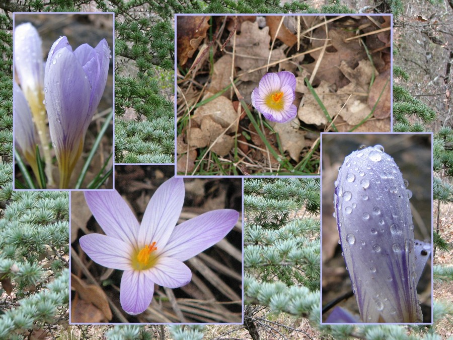 crocus