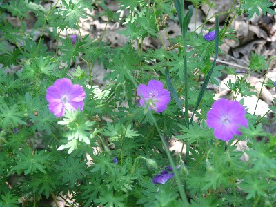 geranium sanguin