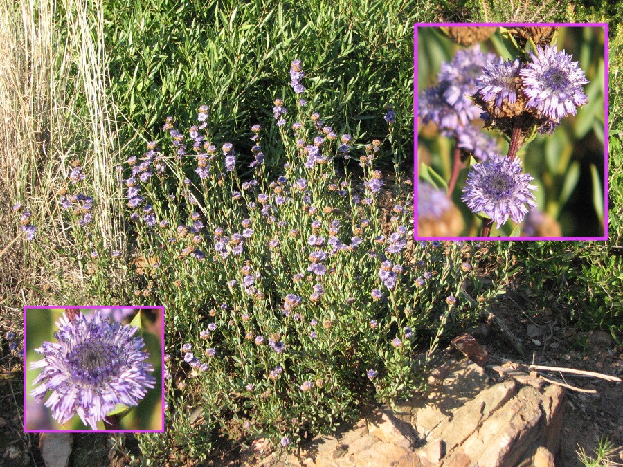 Globulaire buissonante (Globularia alypum, Globulariaceae)