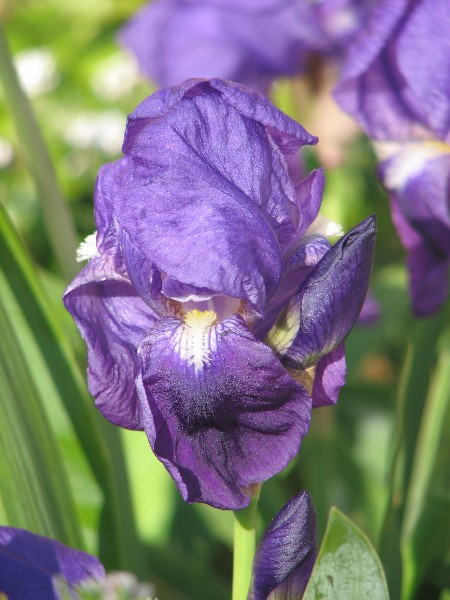 Iris