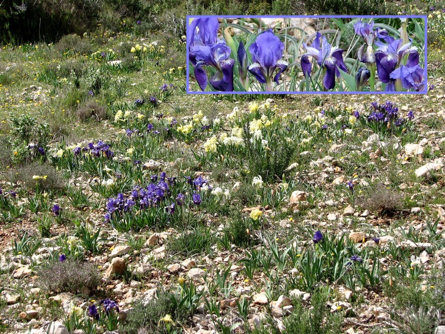 iris