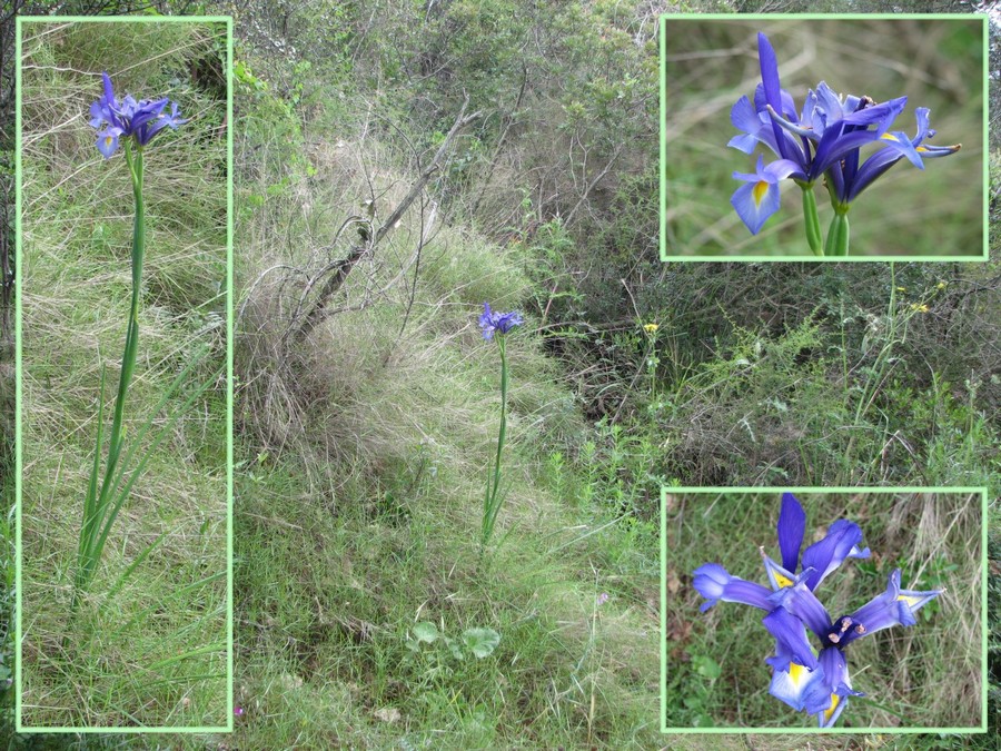 iris spuria maritima