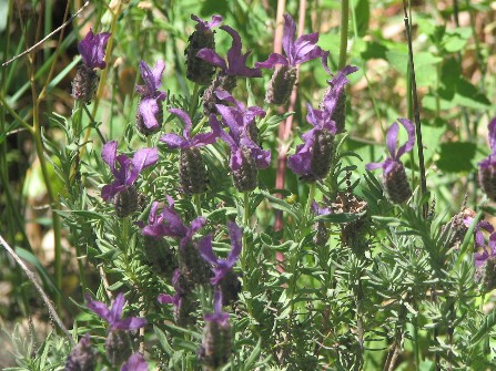 Lavande papillon