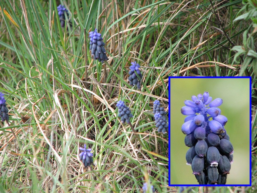 Muscari