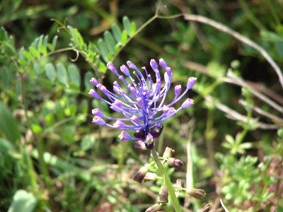Muscari Comosum