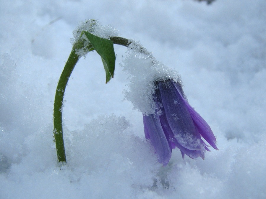 Crocus