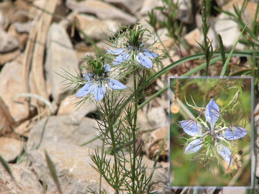 nigelle de damas