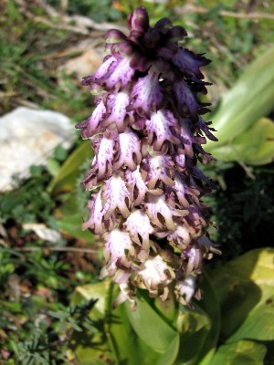 Orchis Robertianum