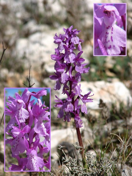 Orchis d'Hyres