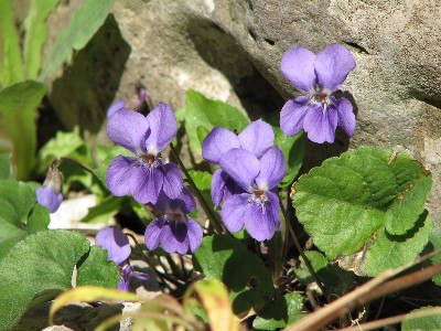Violette