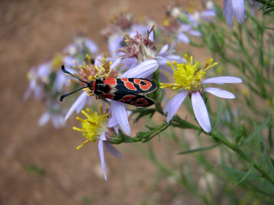 aster acre zygene insecte bleu noir rouge