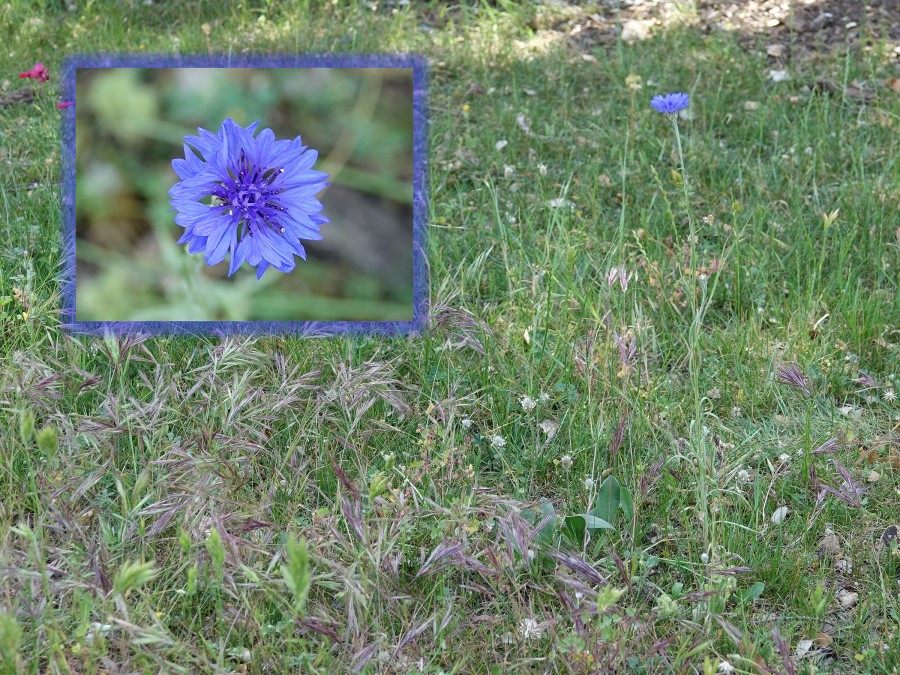 bleuet