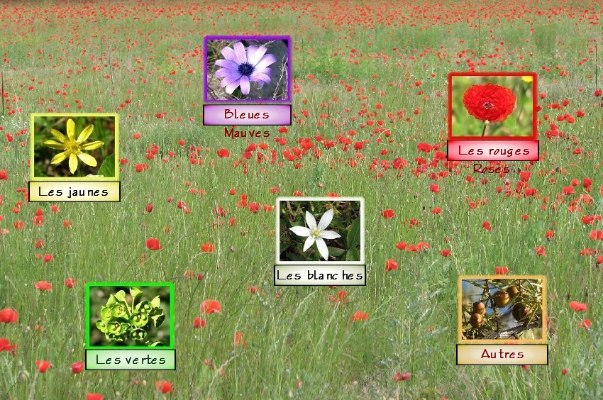 plantes fleurs sauvages var provence