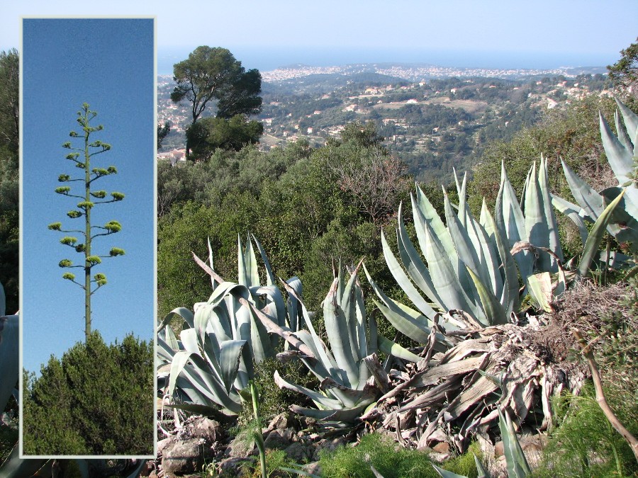 Agaves