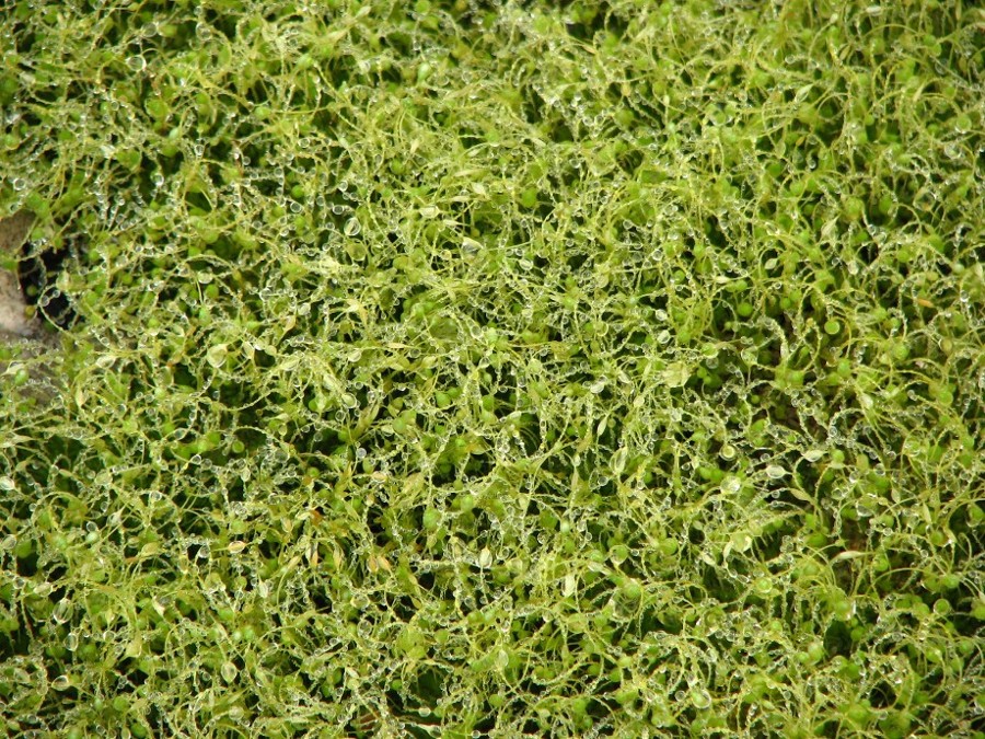 Vert