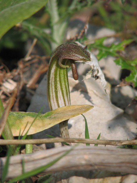 capuchon de moine arisarum vulgare araceae