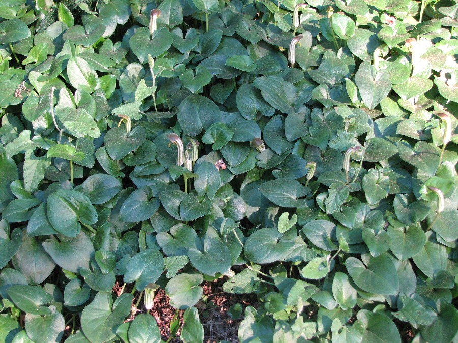 capuchon moine plante