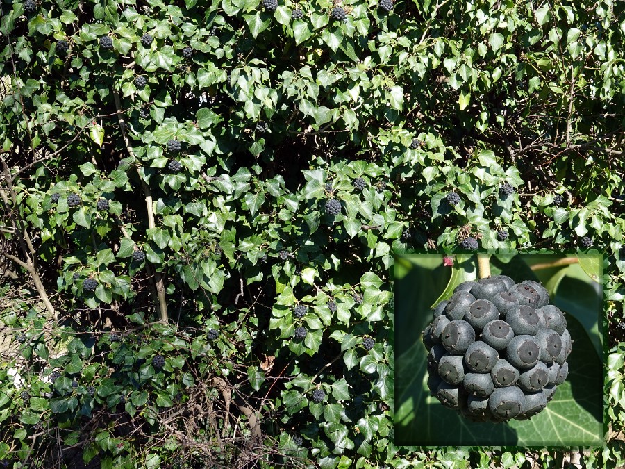 lierre grimpamt hedera helix