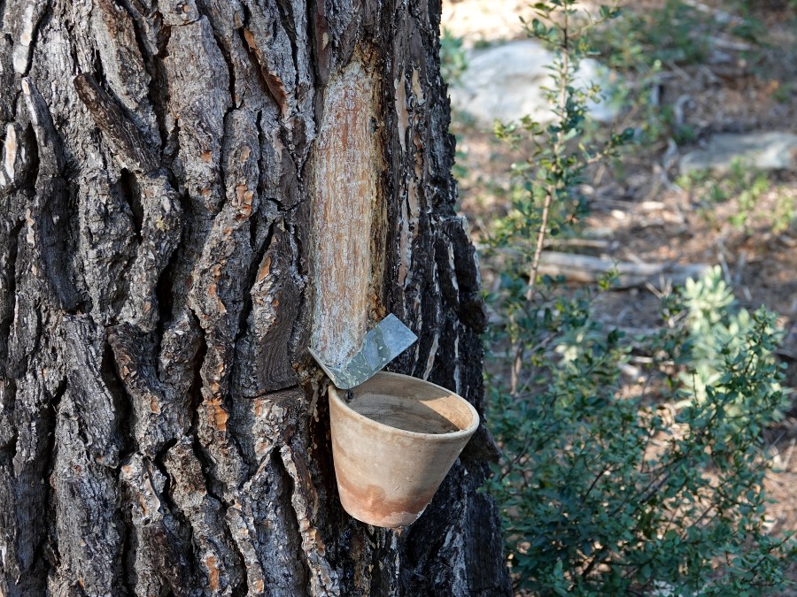 gemmage recolte resine pin provence var