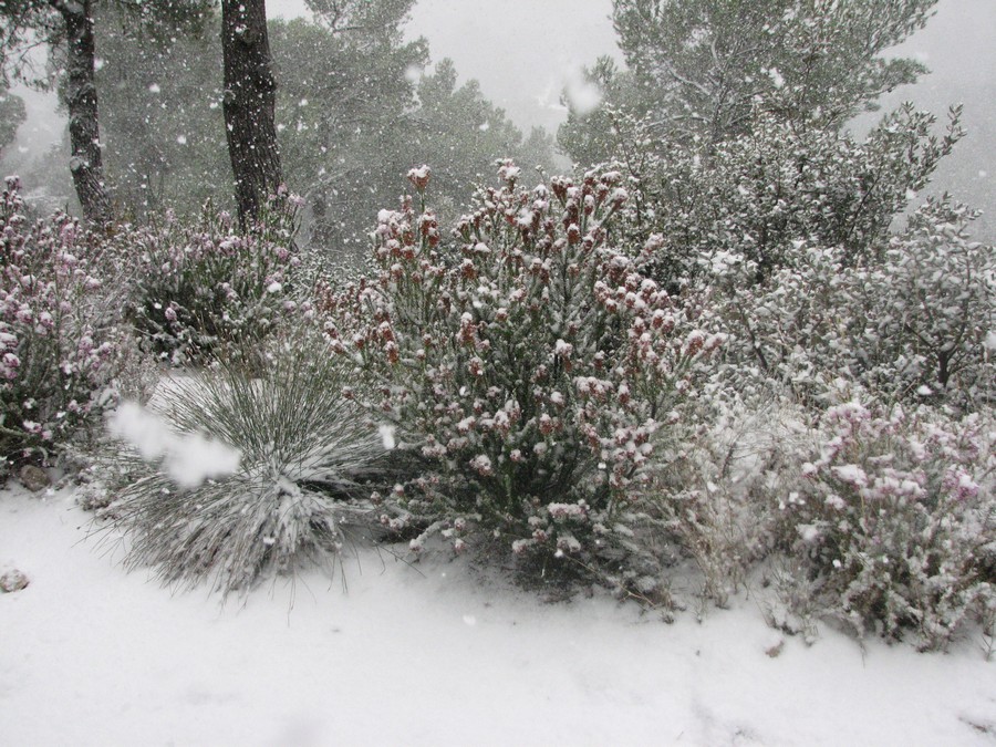 neige dans le Var