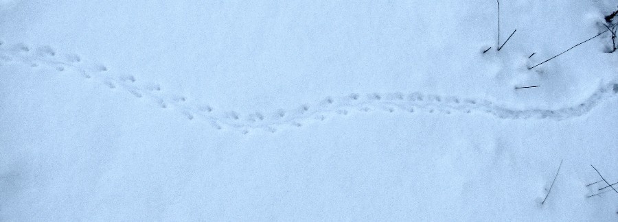 Traces d'animaux dans la neige