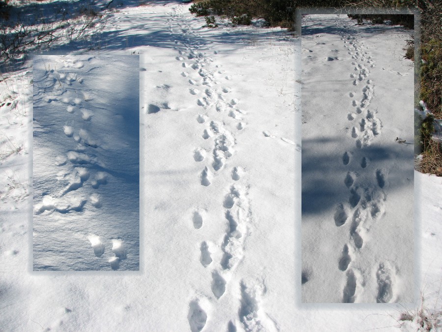 traces animaux neige