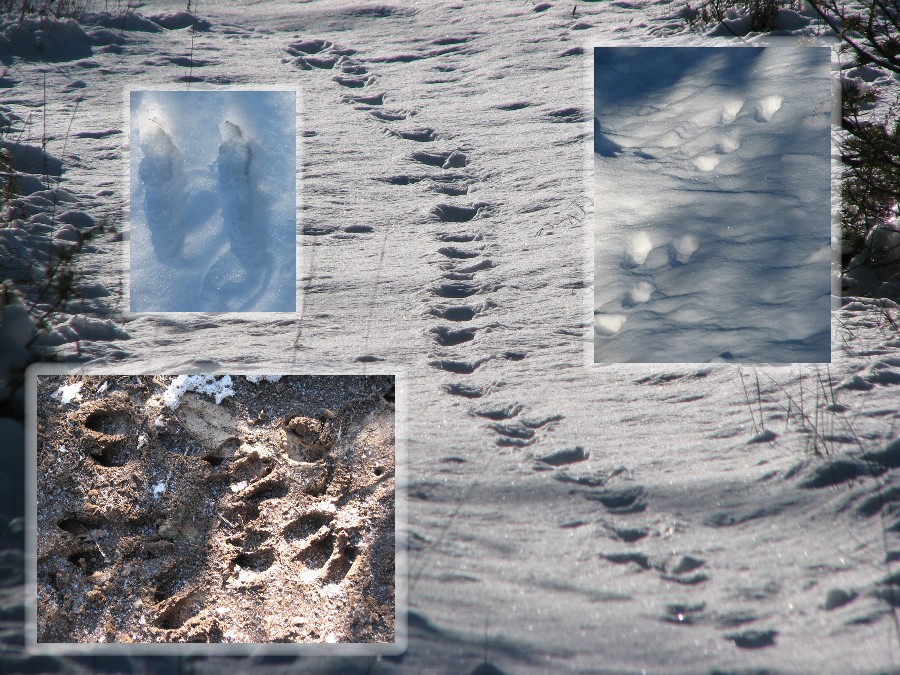 traces d'animaux dansla neige
