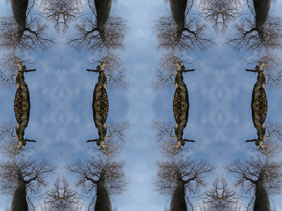 arbre ste baume